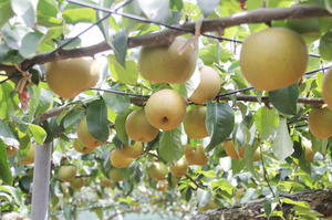 funayoshien20120809 018.jpg